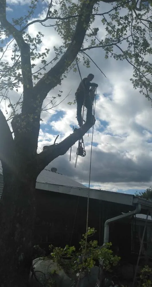 Top-rated residential landscaping experts serving Wills Point, TX - Reel Contractors and Tree Service