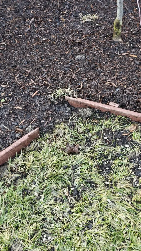 Local yard maintenance in Eugene, OR - Reese Landscapes