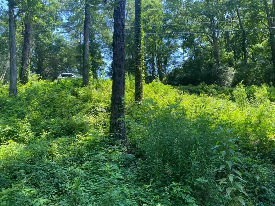 Local yard cleanup service for beautiful yards in Birmingham, AL by Reese Lawn Services