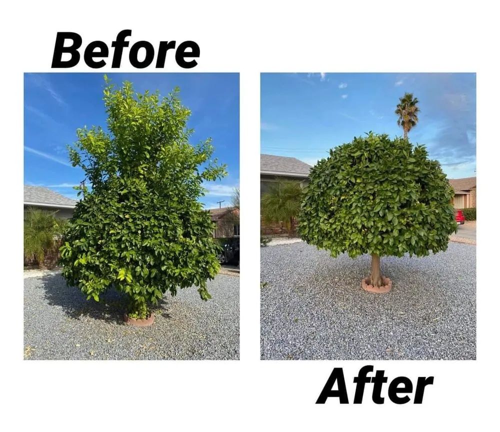 Top-rated yard cleanup service in Beaumont, CA by Reese The Handy Connection