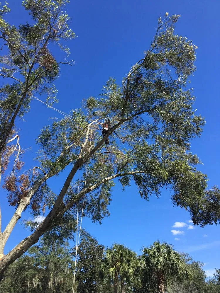 Custom outdoor landscaping near you in Wildwood, FL by Reese's Landscaping and Tree Service