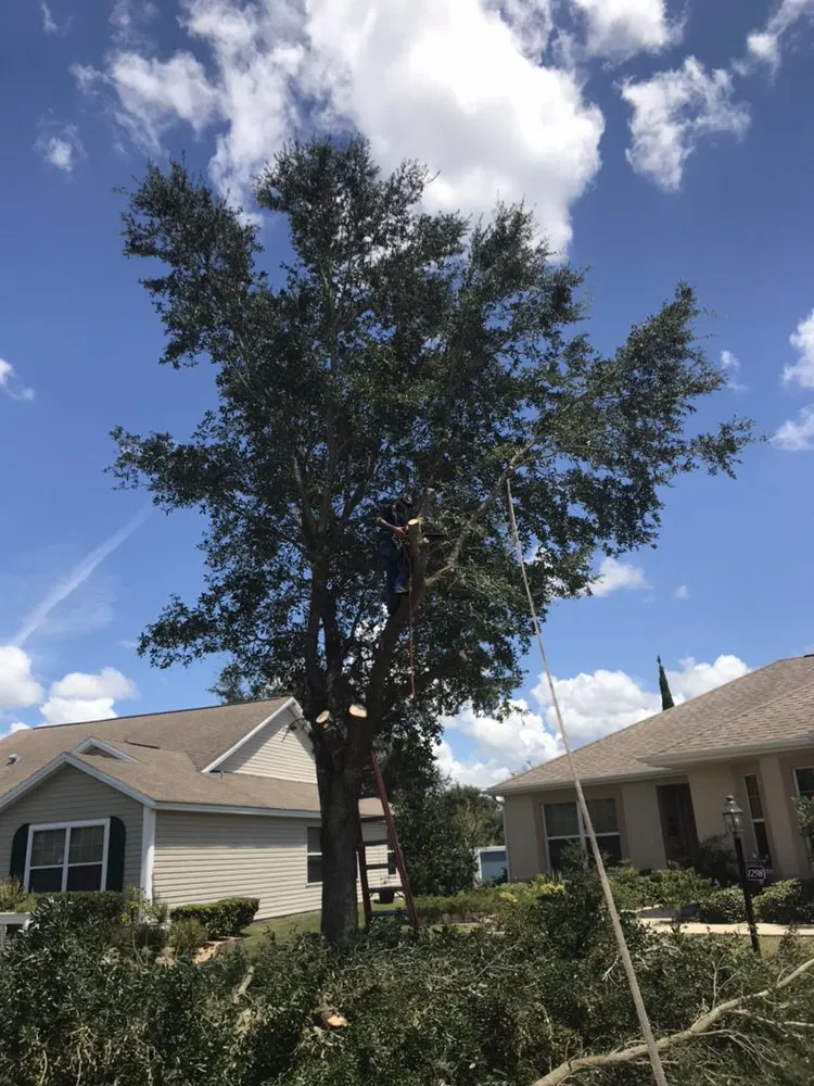 Top-rated landscaping services in Wildwood, FL by Reese's Landscaping and Tree Service