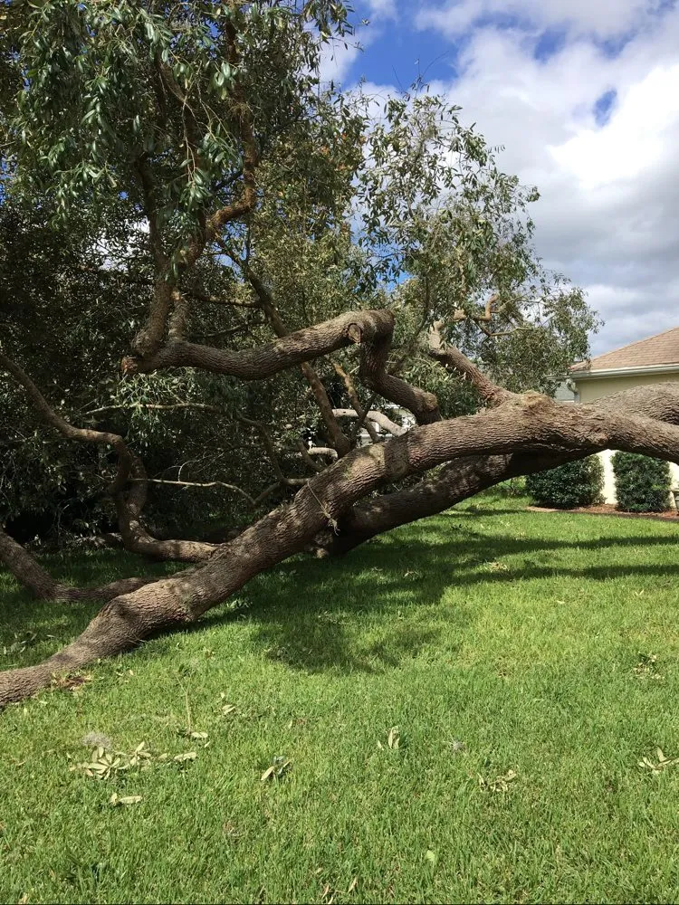 Custom landscape installation in Wildwood, FL by Reese's Landscaping and Tree Service