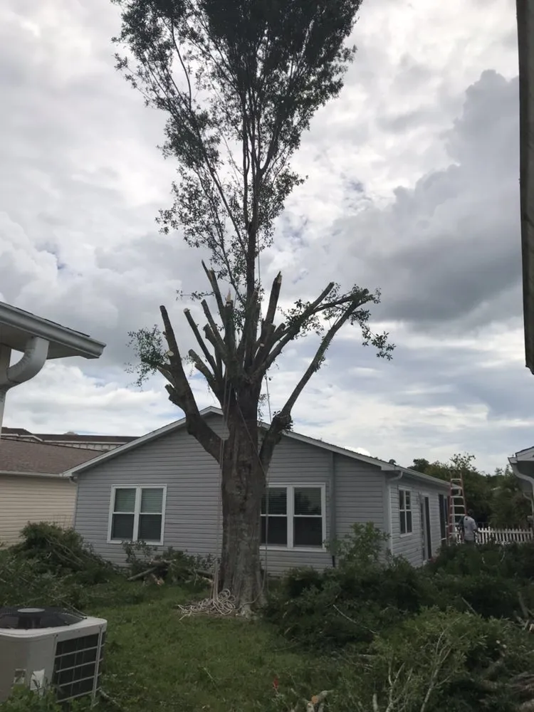 Trusted yard cleanup service for year-round maintenance in Wildwood, FL by Reese's Landscaping and Tree Service