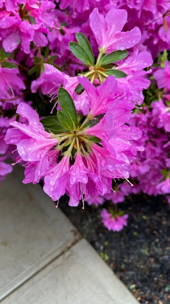 Local landscape installation in Northvale, NJ by Refined Landscape & Design