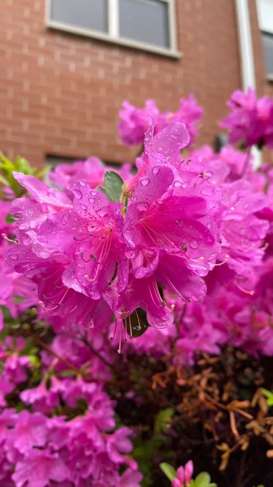 Expert lawn care service for homes in Northvale, NJ by Refined Landscape & Design