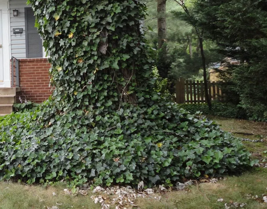 Top-rated residential landscaping in Atlanta, GA by ReForest ATL