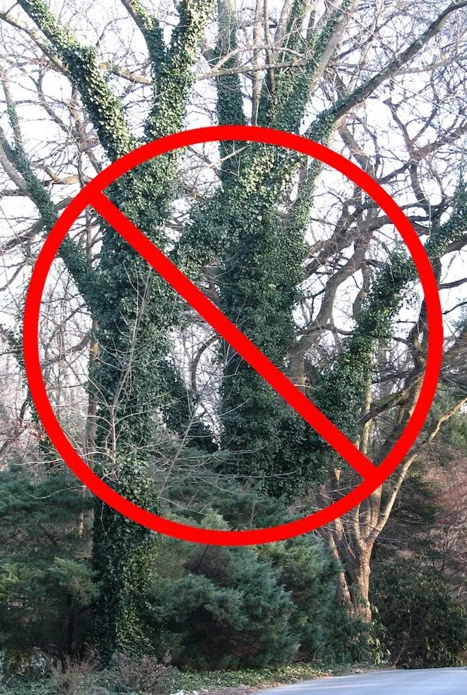 Local lawn care service for year-round maintenance in Atlanta, GA by ReForest ATL