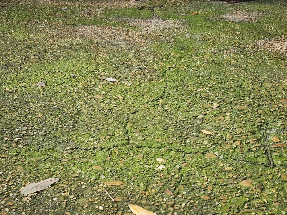 Reliable landscape design near you across Gulfport, MS - Refresh & Revive Pressure Washing