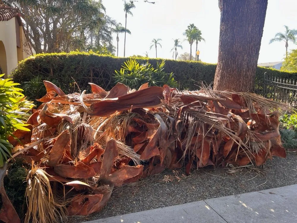 Top-rated yard maintenance in Moreno Valley, CA - Refugio Landscape