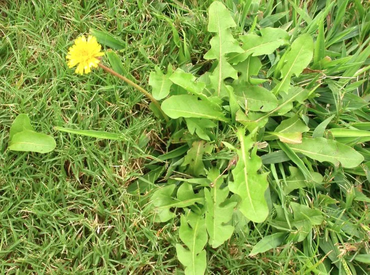 Local garden landscaping for beautiful yards across Suffern, NY - Regal Lawns of Rockland