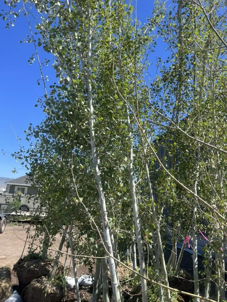 Expert landscape installation in Daniel, UT by Regal Service Team