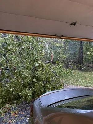 Regal Tree & Shrub Experts Logo