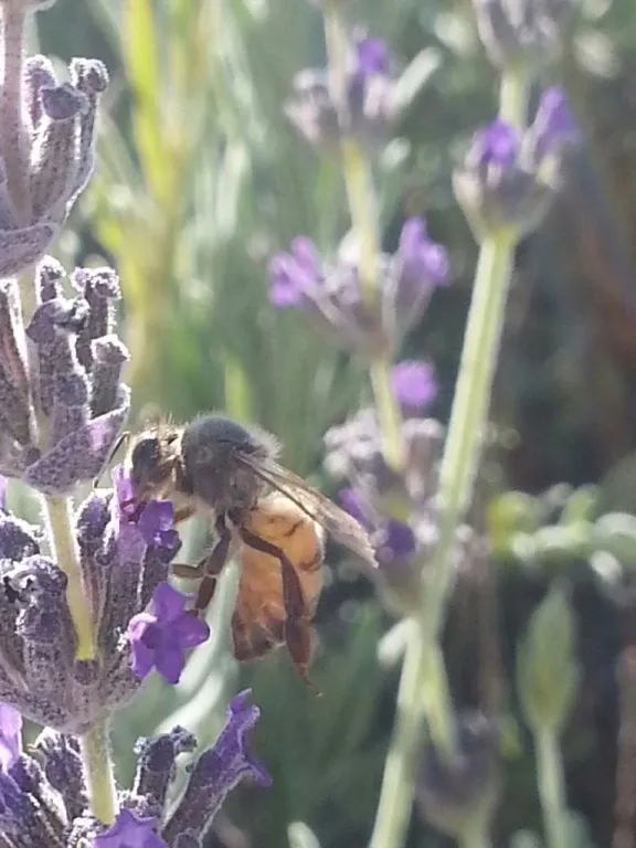 Trusted landscape design for outdoor upgrades across Litchfield Park, AZ - Regal Valley Landscaping