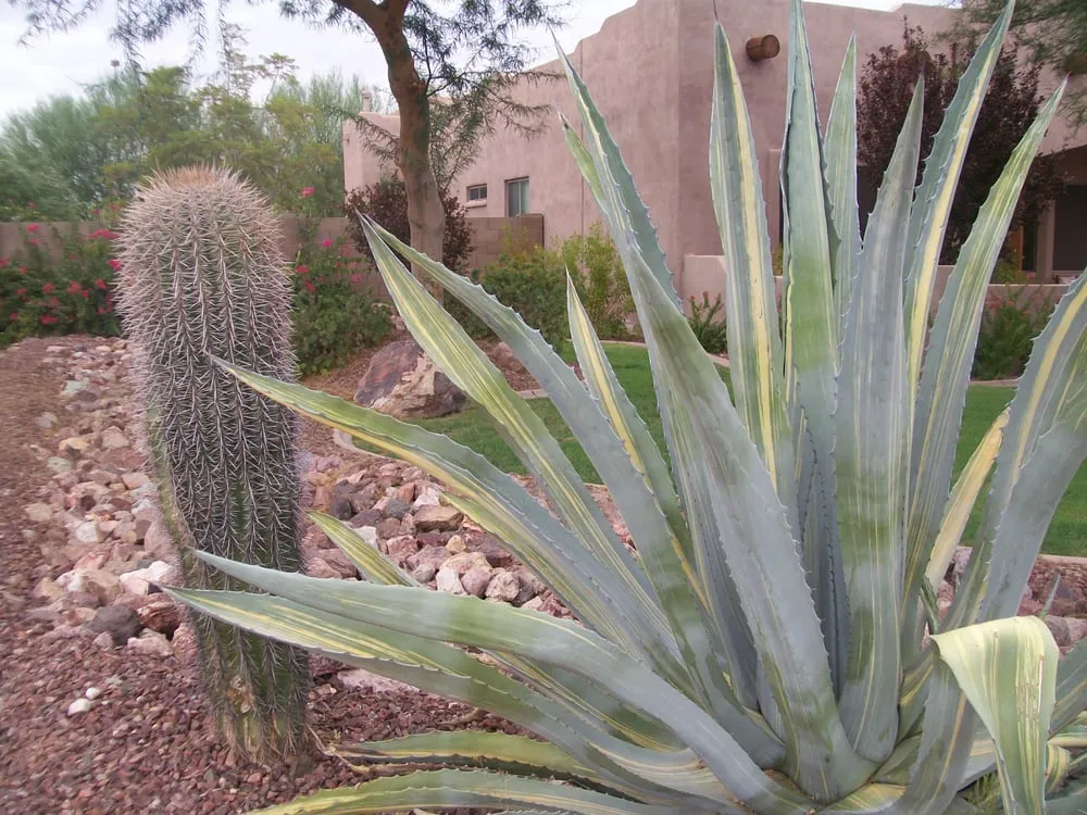 Professional landscaping services in Litchfield Park, AZ by Regal Valley Landscaping