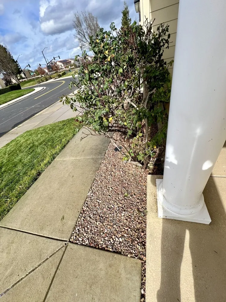 Professional landscaping services in Antioch, CA by Regalado Landscape