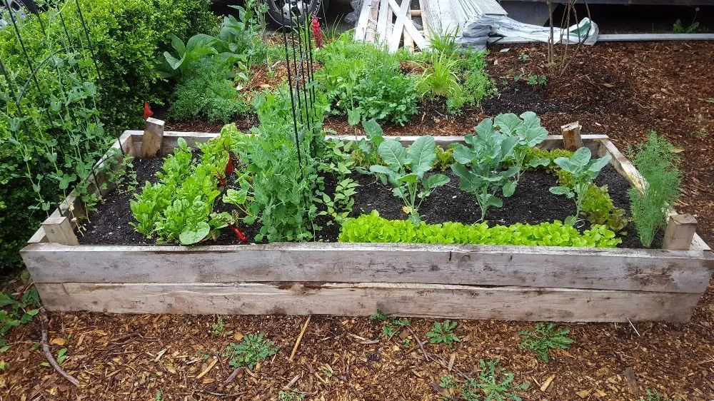 Trusted residential landscaping experts serving Seattle, WA - Regeneration Landscaping