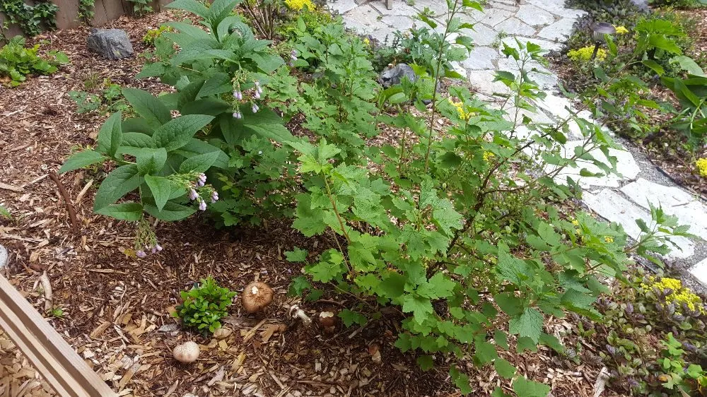 Reliable garden landscaping experts serving Seattle, WA - Regeneration Landscaping