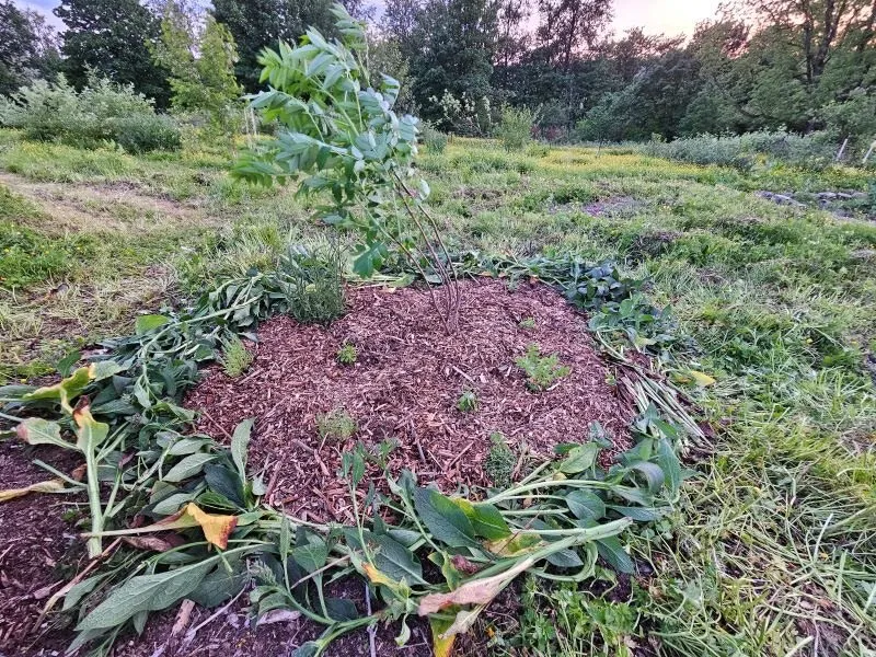 Trusted yard cleanup service for homes across Duvall, WA - Regenerative Earthworks