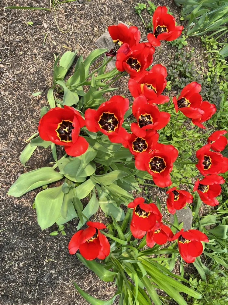 Professional landscaping services experts serving Saint Johnsbury, VT - Regenerative Gardenworks