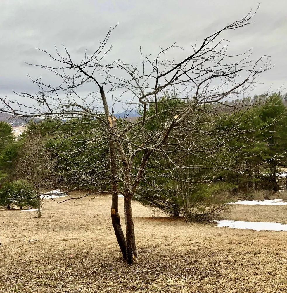 Custom outdoor landscaping in Saint Johnsbury, VT - Regenerative Gardenworks