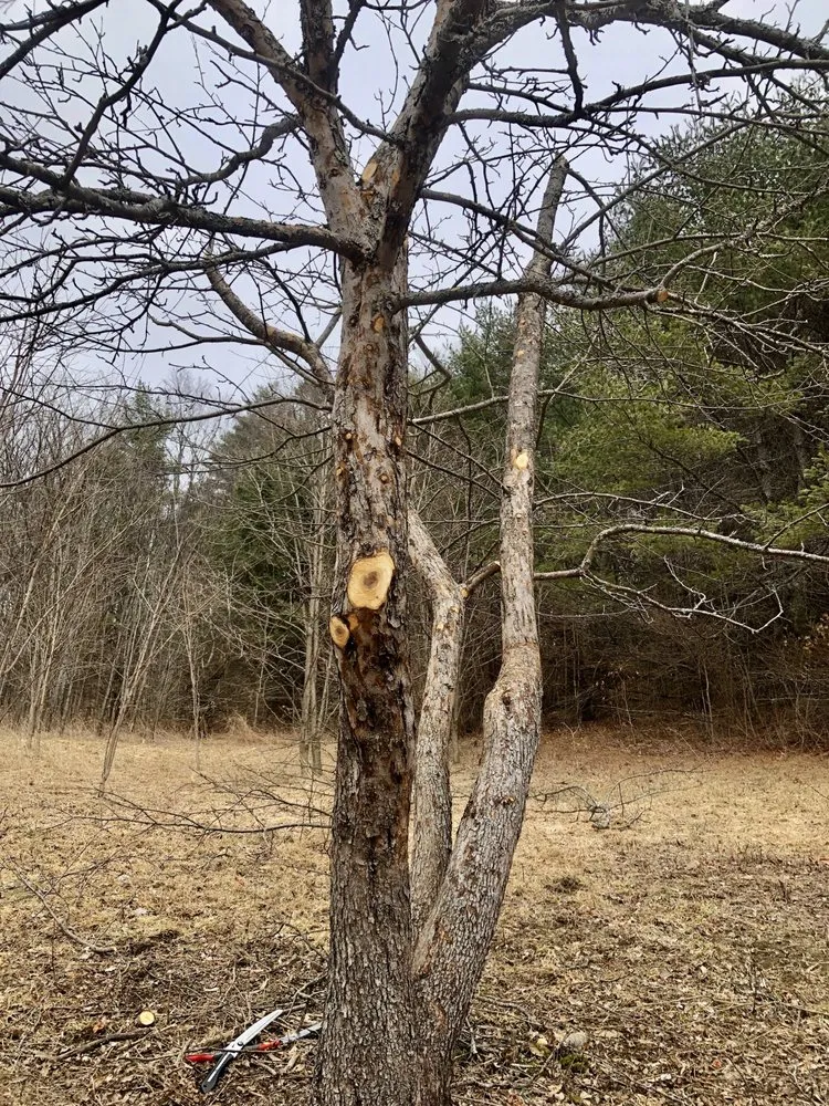 Local landscape design experts serving Saint Johnsbury, VT - Regenerative Gardenworks