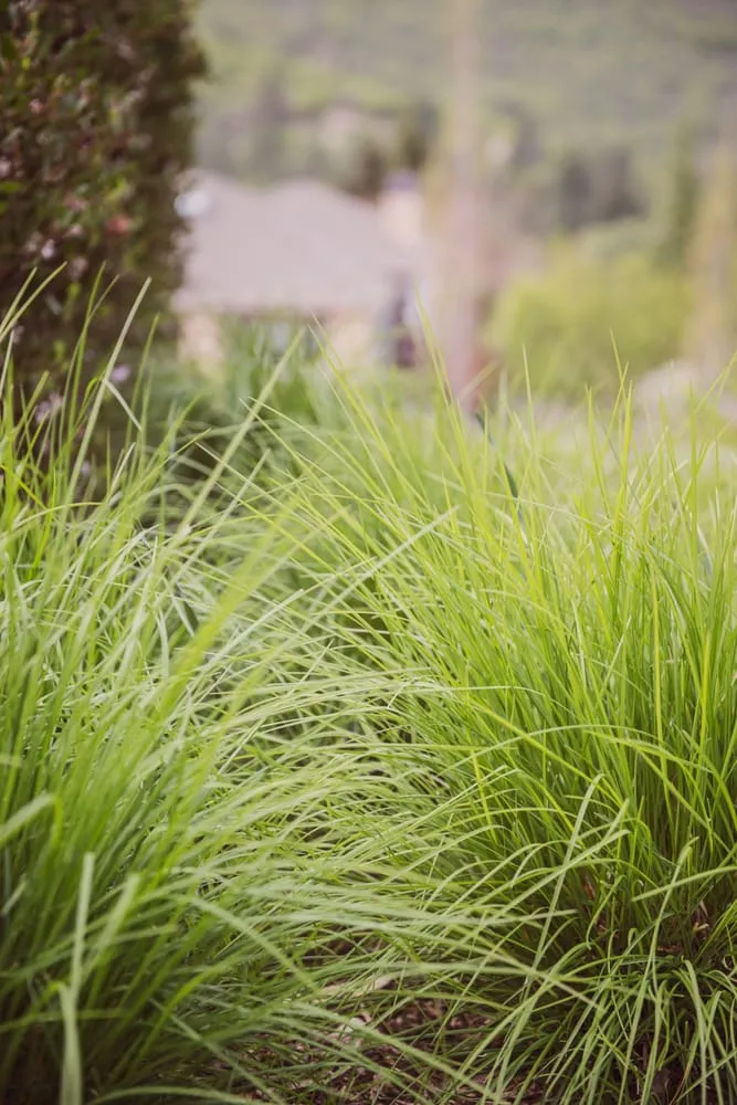 Top-rated landscape installation experts serving Ashland, OR - Regenesis Ecological Design