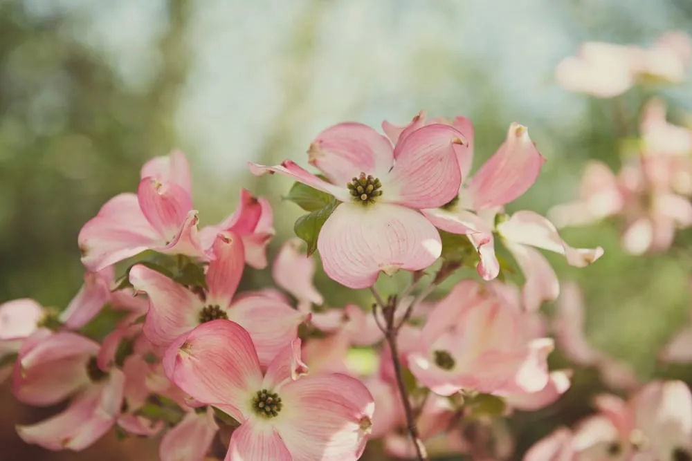Custom outdoor landscaping in Ashland, OR by Regenesis Ecological Design