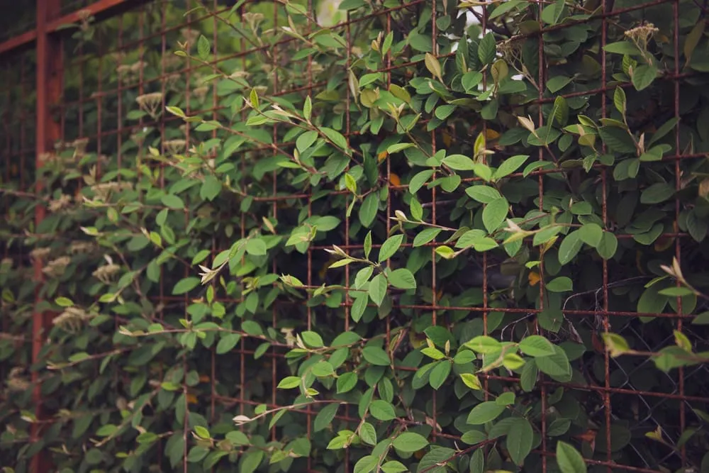 Custom garden landscaping for homes across Ashland, OR - Regenesis Ecological Design