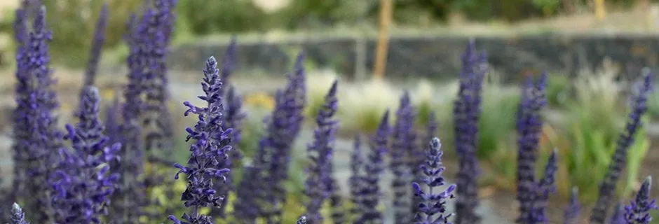 Trusted garden landscaping experts serving Ashland, OR - Regenesis Ecological Design