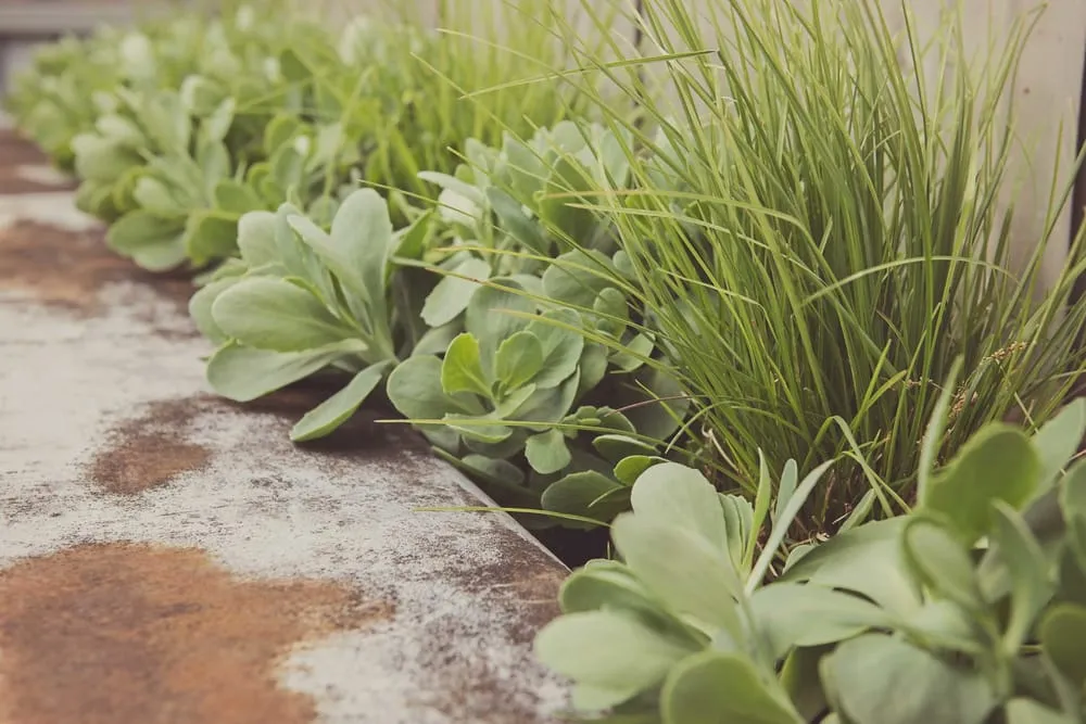 Expert landscape design for residential properties in Ashland, OR by Regenesis Ecological Design