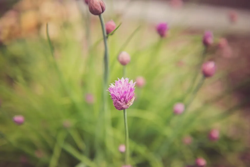 Affordable landscaping services for homes across Ashland, OR - Regenesis Ecological Design