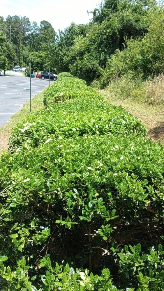 Professional landscape installation in Chapel Hill, NC by Reggie's Landscaping