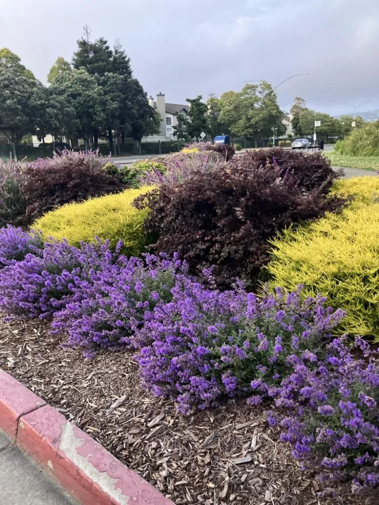 Professional residential landscaping in North Richmond, CA by Reggie's Landscaping