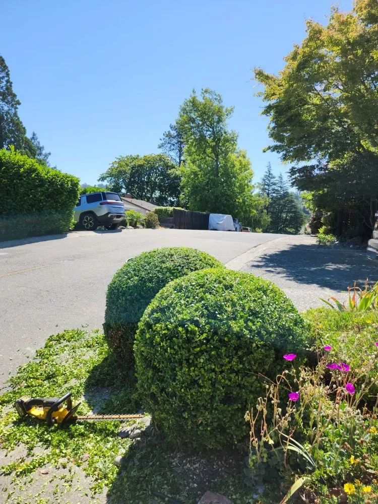 Affordable garden landscaping in North Richmond, CA by Reggie's Landscaping