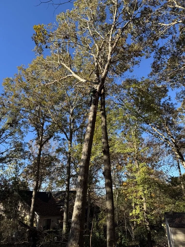 Professional landscape installation for residential properties in Morganton, NC by Regino’s Tree Services