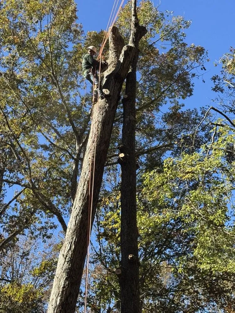 Custom yard maintenance for beautiful yards across Morganton, NC - Regino’s Tree Services