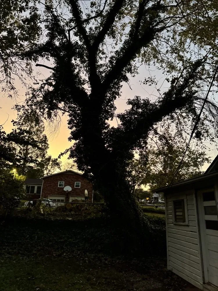 Affordable yard maintenance experts serving Morganton, NC - Regino’s Tree Services