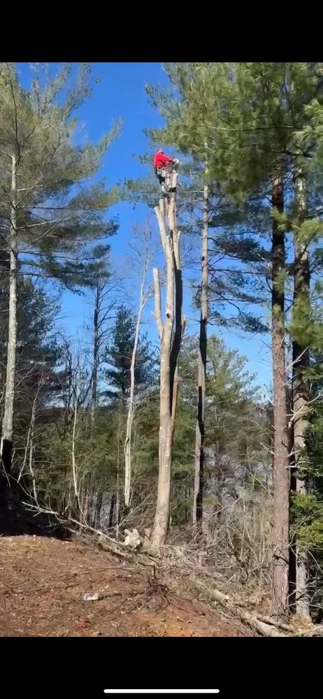 Professional lawn care service for residential properties in Morganton, NC by Regino’s Tree Services