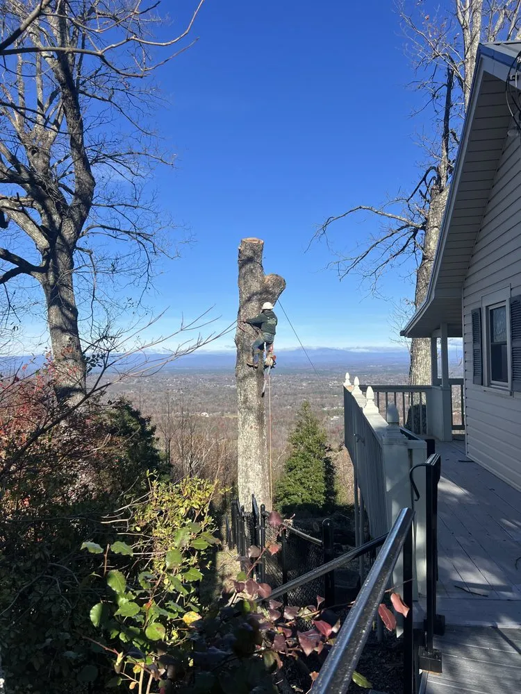 Trusted yard maintenance experts serving Morganton, NC - Regino’s Tree Services