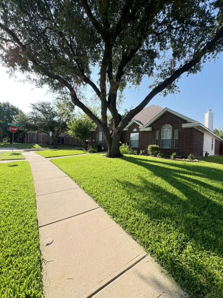 Professional yard maintenance in Plano, TX by Regio Landscape