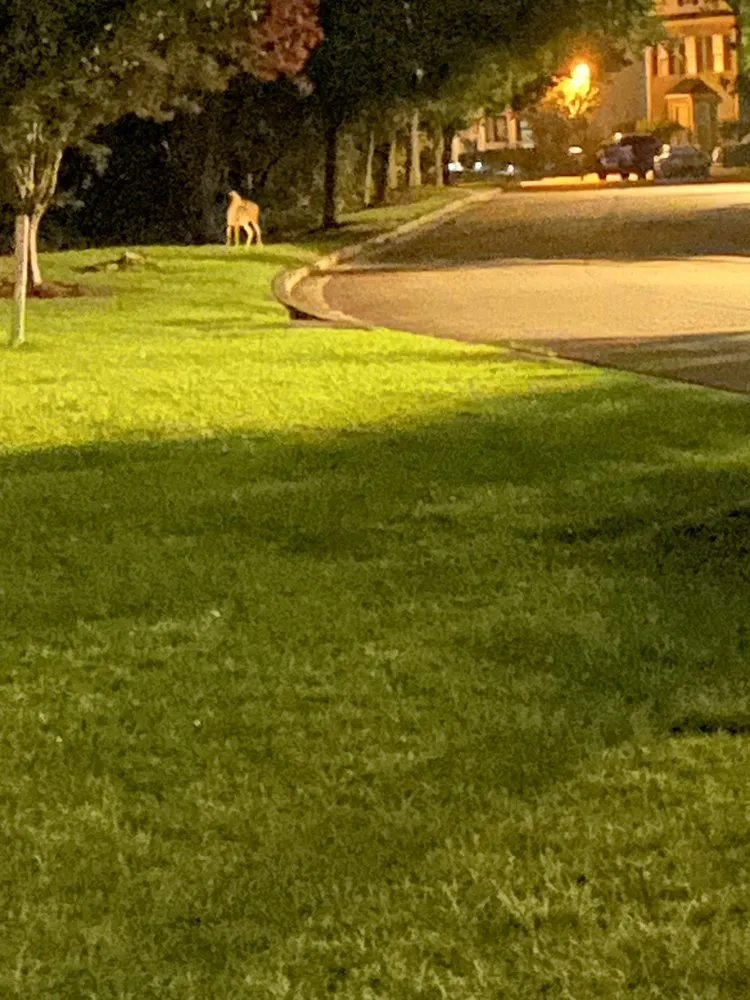 Trusted garden landscaping experts serving Summerville, SC - Regional Lawn Care