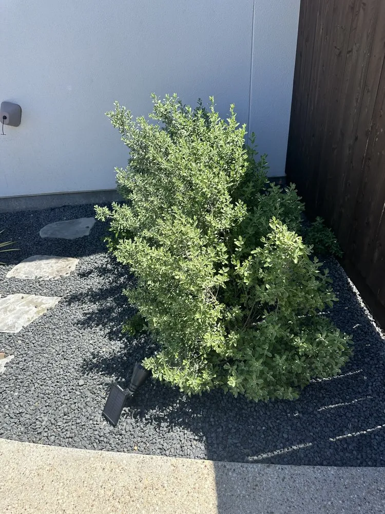 Trusted yard cleanup service in Bryan, TX - Regrowth Lawn Care & Landscaping