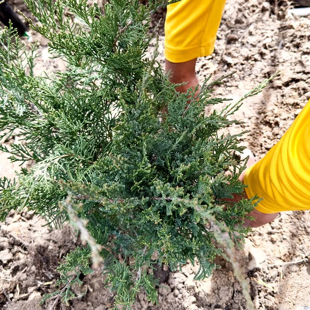 Local landscape installation for homes across Bryan, TX - Regrowth Lawn Care & Landscaping