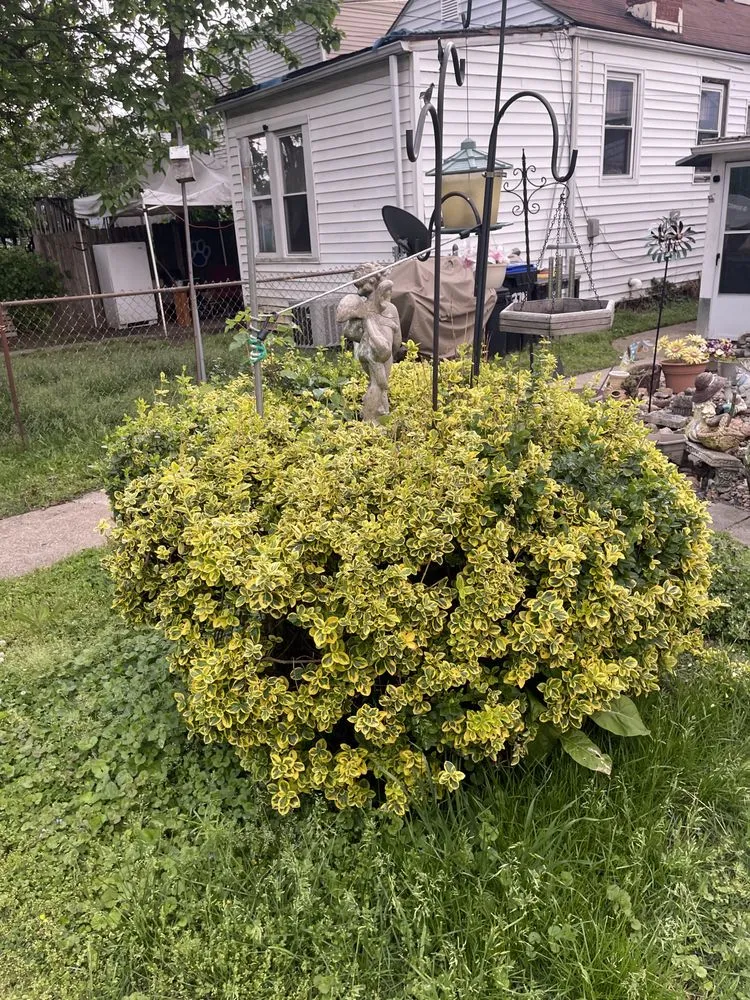 Local yard maintenance experts serving Clarksville, IN - Reid’s & Weeds