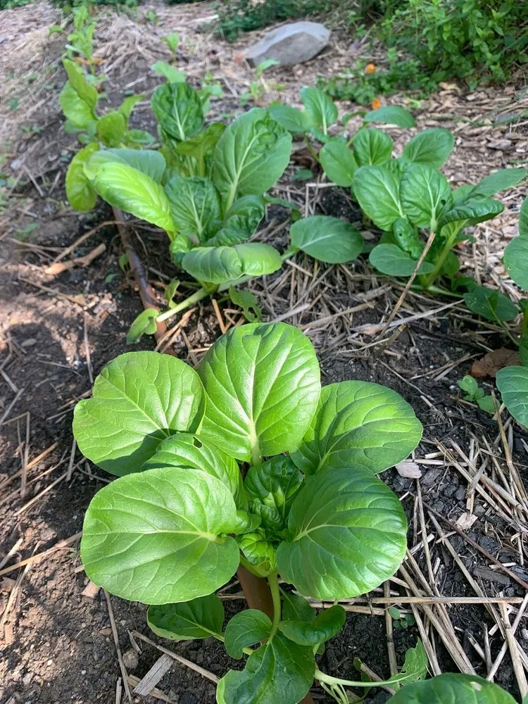 Professional lawn mowing service with custom design in Worcester, MA by Reimagined Roots