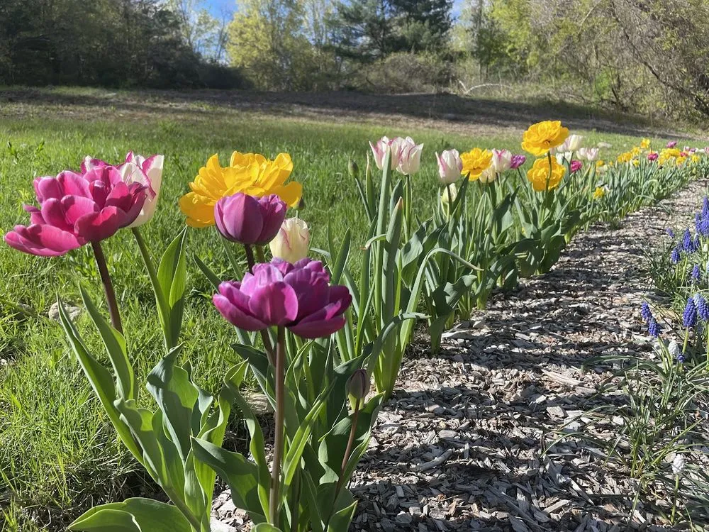 Professional lawn mowing service in Worcester, MA - Reimagined Roots