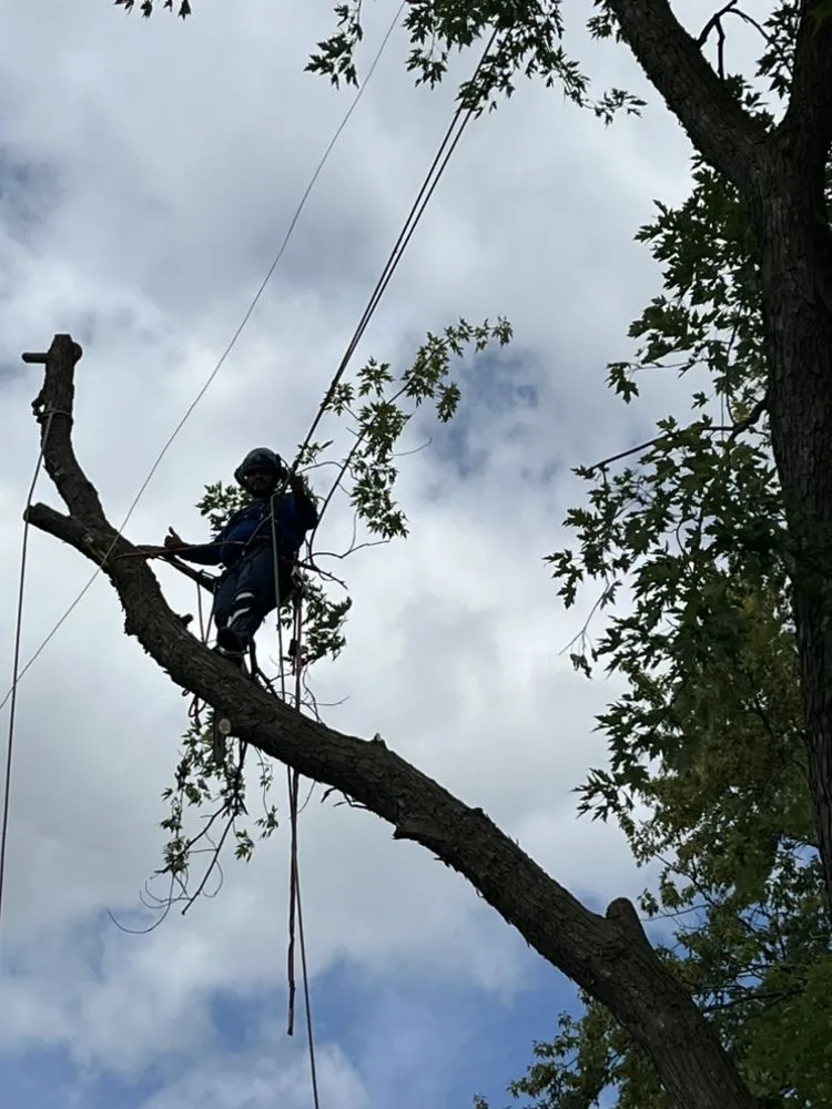 Affordable lawn care service experts serving Hillside, IL - Reinaldo Lawn service