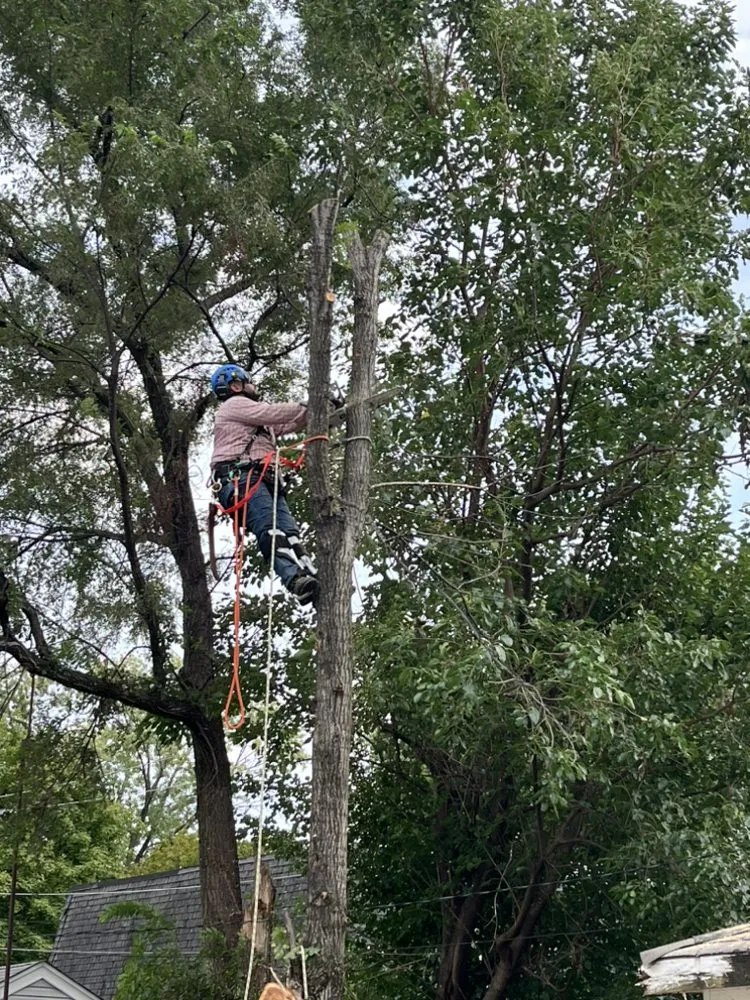 Reliable yard maintenance in Hillside, IL - Reinaldo Lawn service