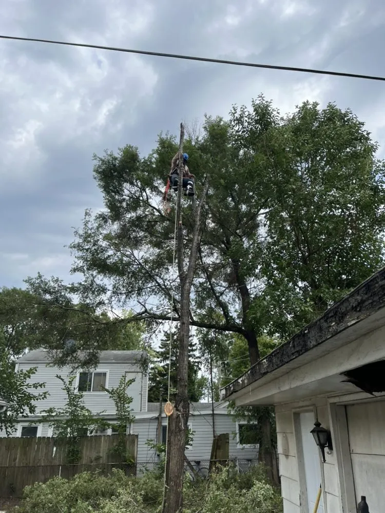 Custom yard maintenance for year-round maintenance across Hillside, IL - Reinaldo Lawn service